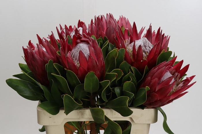 Protea Cynaroides Madiba