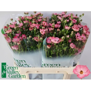 RAN CO MAG STRAWBERR