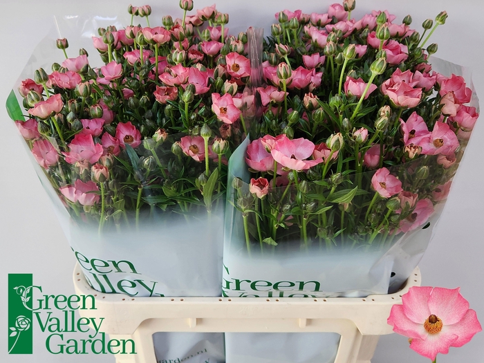 <h4>RAN CO MAG STRAWBERR</h4>