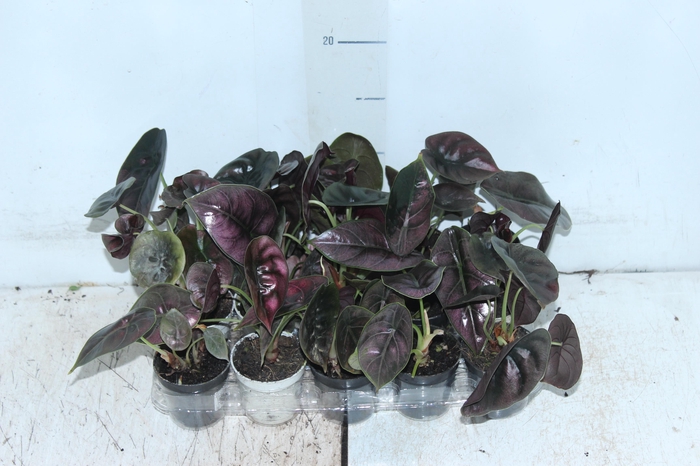 <h4>ALOCASIA P06</h4>