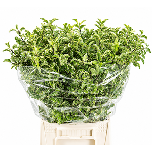 PITTOSPORUM NIGRA (IT)