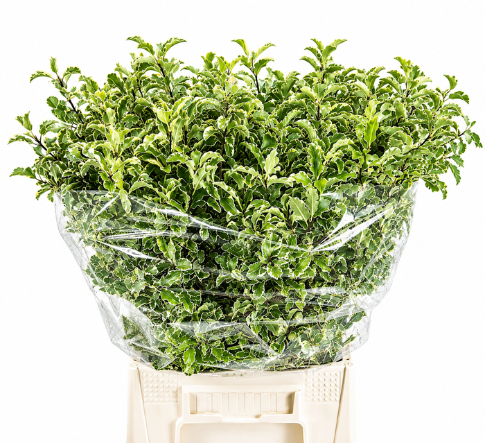 <h4>PITTOSPORUM NIGRA (IT)</h4>