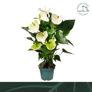 Anthurium (Andreanum Grp) Samora