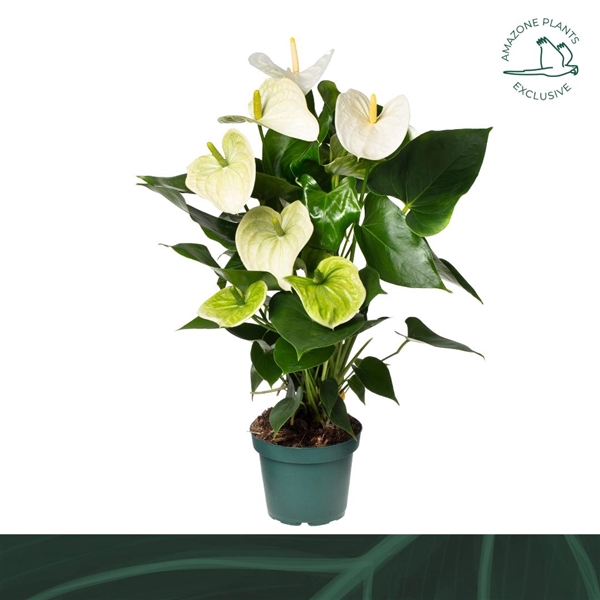 <h4>Anthurium (Andreanum Grp) Samora</h4>