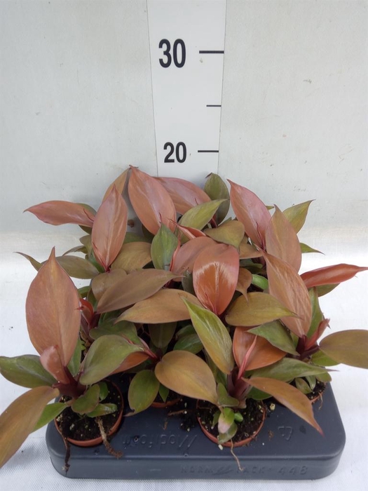 <h4>Philodendron   ...</h4>