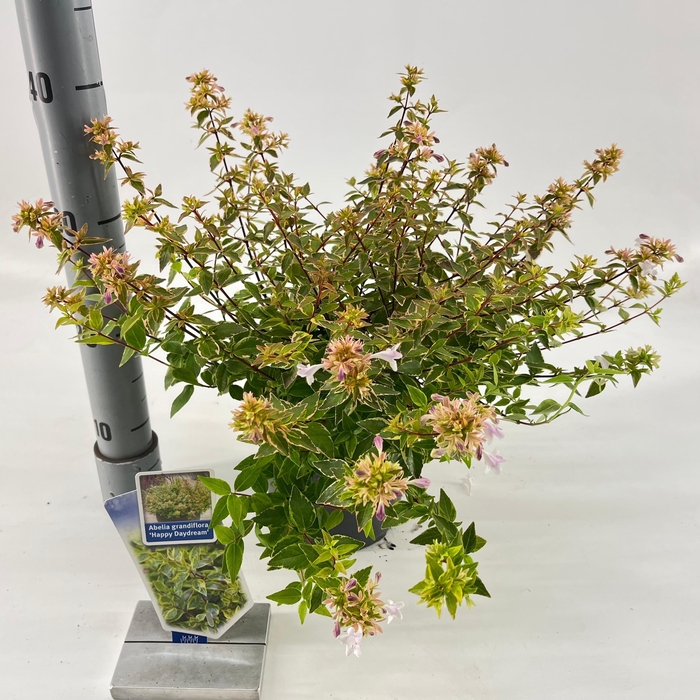 <h4>Abelia grandiflora 'Happy Daydream'® PBR</h4>