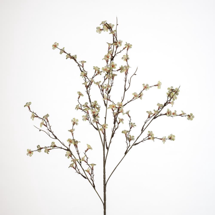 AF Blossom m spray/5 L90cm cr