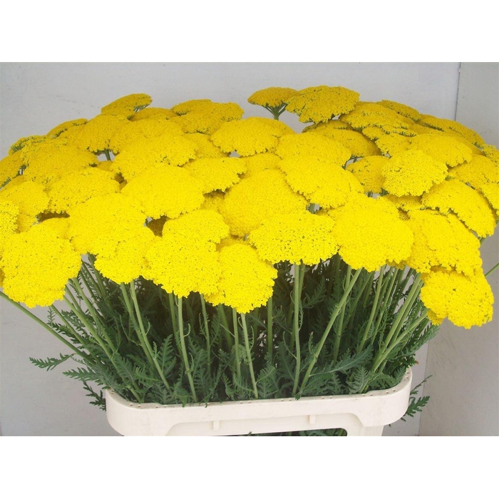 <h4>Achil F Park Variety</h4>