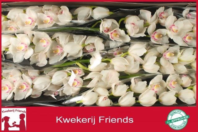 <h4>CYMB T KILIMANJARO</h4>