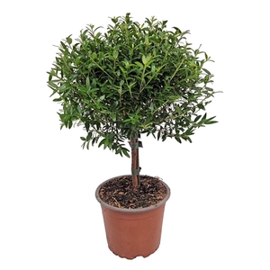 MYRTUS COM