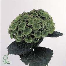 Hydrangea mag opal classic