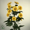 CUCURBITA