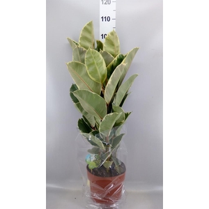 Ficus elastica 'Tineke'