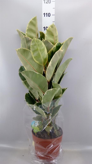 <h4>Ficus elastica 'Tineke'</h4>