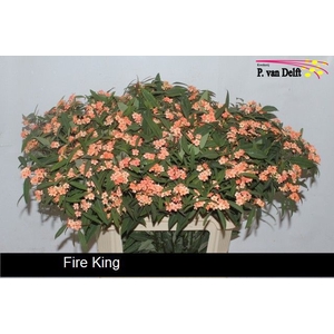 EUPH F T FIRE KING