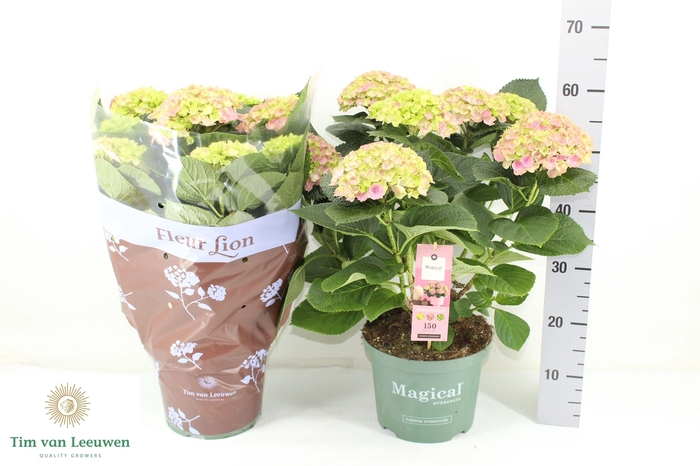 <h4>HYDR M MAG AMETHYST</h4>