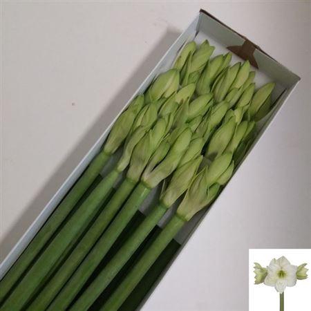 <h4>Hipp Ga Casablanca</h4>