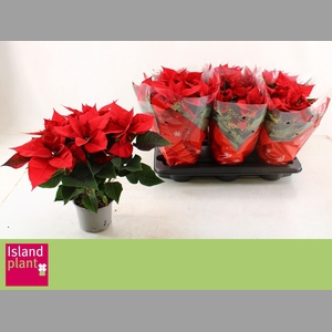 EUPHOR P CHR UNIVERS