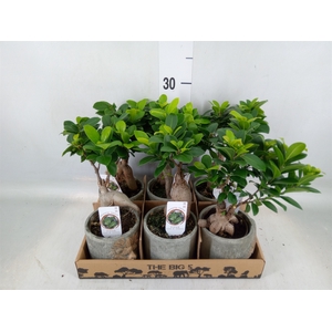Ficus microcarpa 'Ginseng'
