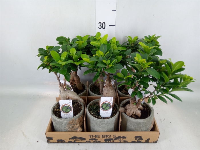 <h4>Ficus microcarpa 'Ginseng'</h4>