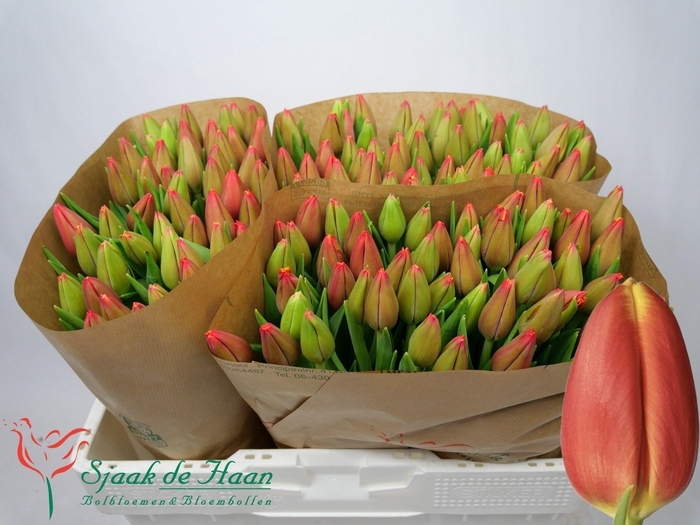 <h4>TU EN TRAILBLAZER</h4>