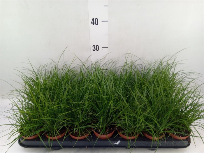 <h4>Carex brunnea</h4>