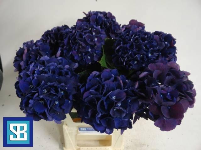 <h4>HYDR M ROYAL KING</h4>