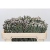 Kaaps Groen Silver Brunia