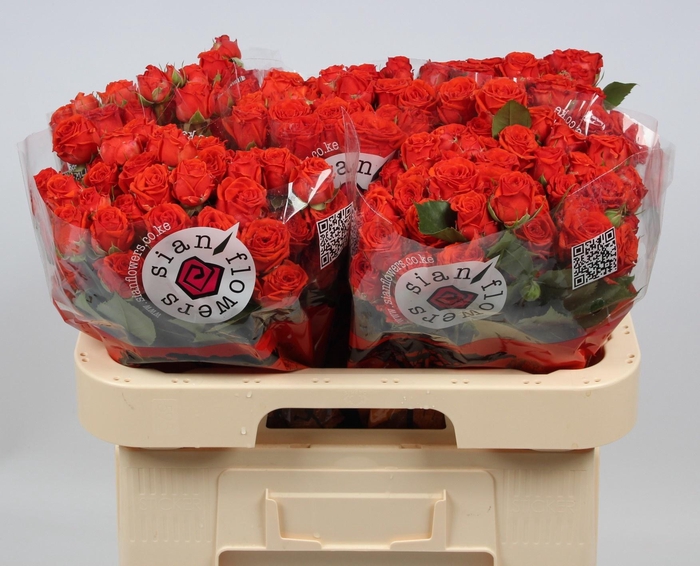 <h4>R TR EARTH & FIRE</h4>