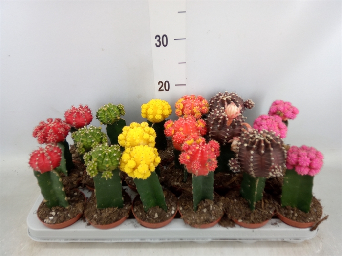 <h4>Gymnocalycium mihanov. 'Brasil'</h4>