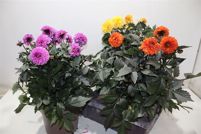 <h4>Dahl Garden Dl Gemeng</h4>