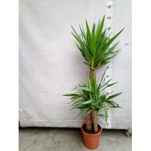 Yucca   ...
