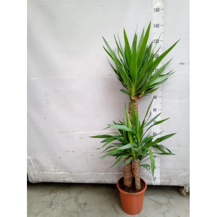<h4>Yucca   ...</h4>