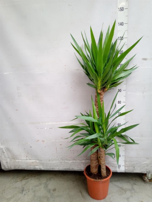 <h4>Yucca ...</h4>