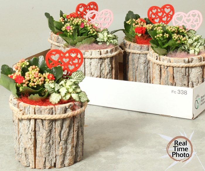 <h4>ARR KAMERPL</h4>