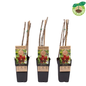Ribes rubrum Jonkheer van Tets