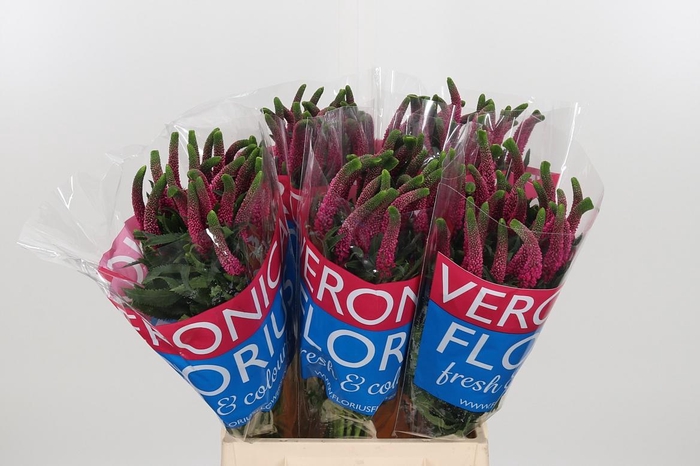 <h4>Veron Smart Iselle</h4>
