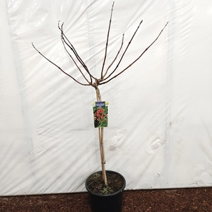 Campsis x tagliabuana