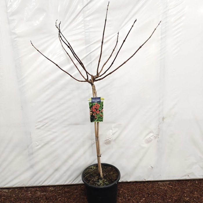 <h4>Campsis x tagliabuana</h4>