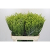 Solidago Tara Gold