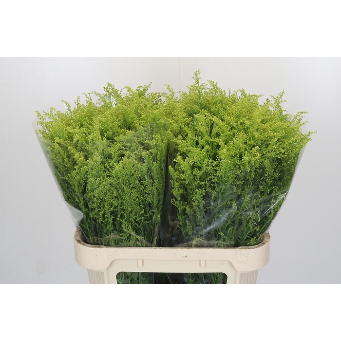 <h4>Solidago Tara Gold</h4>