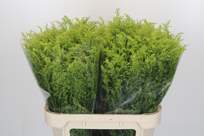 Solidago Tara Gold