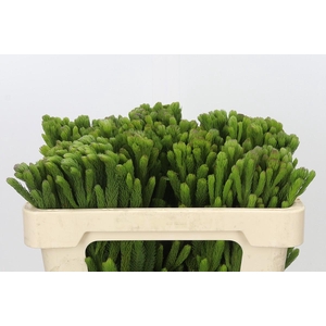 Kaaps Groen Albigreen