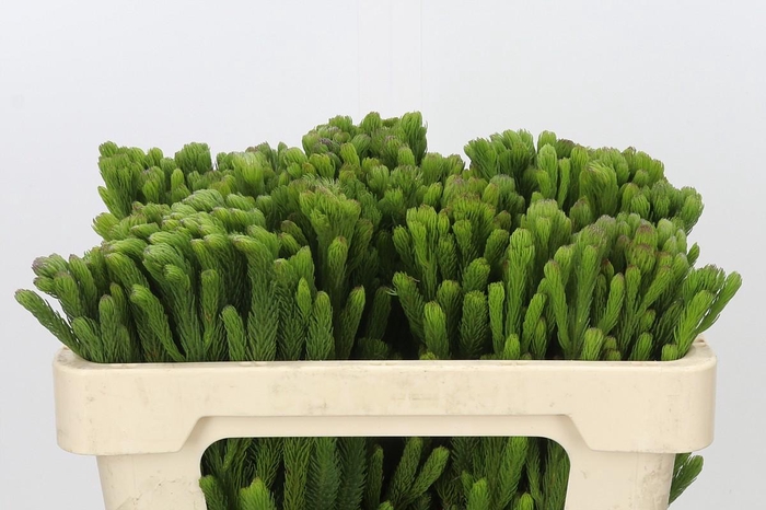 <h4>Kaaps Groen Albigreen</h4>
