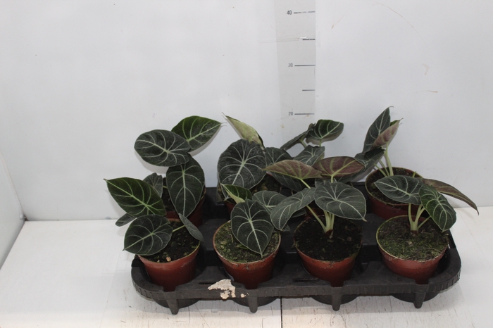 <h4>ALOCASIA BLACK P12</h4>