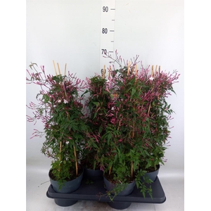 Jasminum polyanthum   ...rose