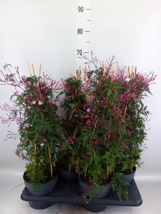 <h4>Jasminum polyanthum   ...rose</h4>