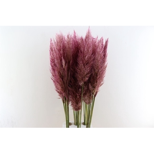 Cortaderia Opgetrokken Cerise Stem