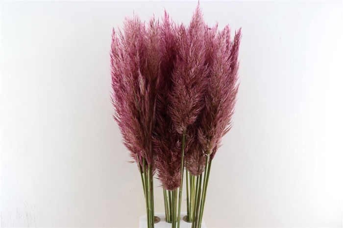 <h4>Cortaderia Opgetrokken Cerise Stem</h4>