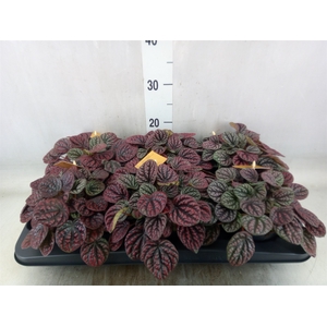 Peperomia